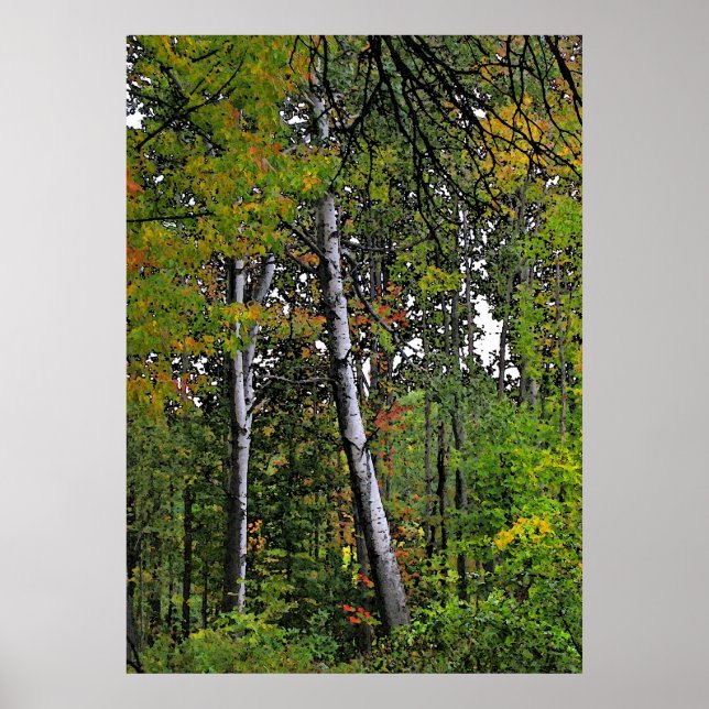 Hösten Aspen Poster (Framsidan)