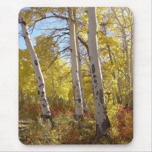 Hösten Aspen Träd Mountain Splendor Musmatta