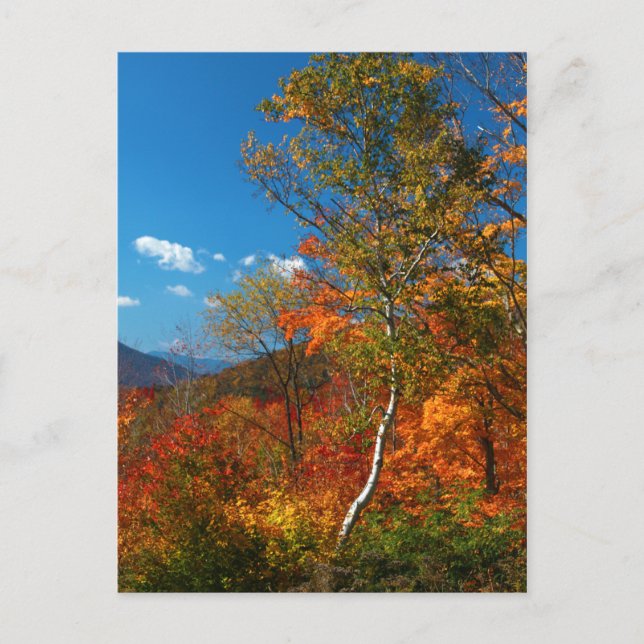 Hösten Bilder Vykort (Framsida)