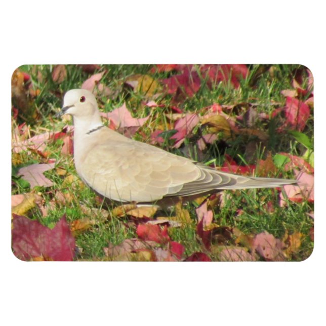 Hösten Dove Magnet (Horisontell)
