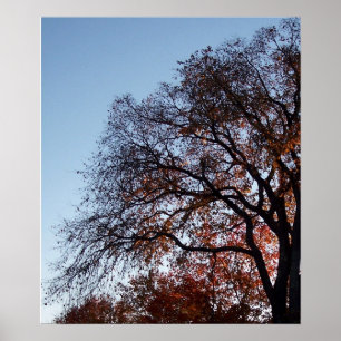 Hösten Fall Träd Träd Poster