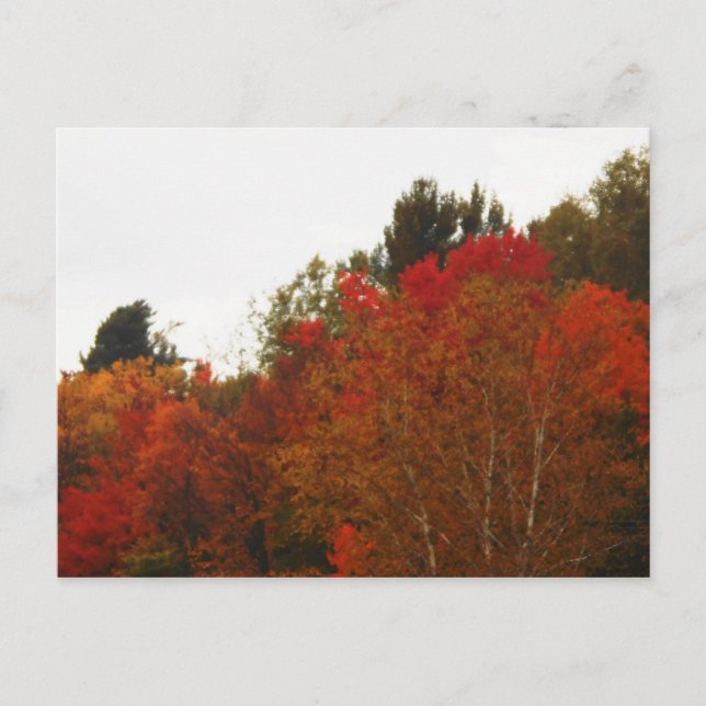 Hösten Fält Adirondacks Träd Scene Landskap Vykort (Framsida)