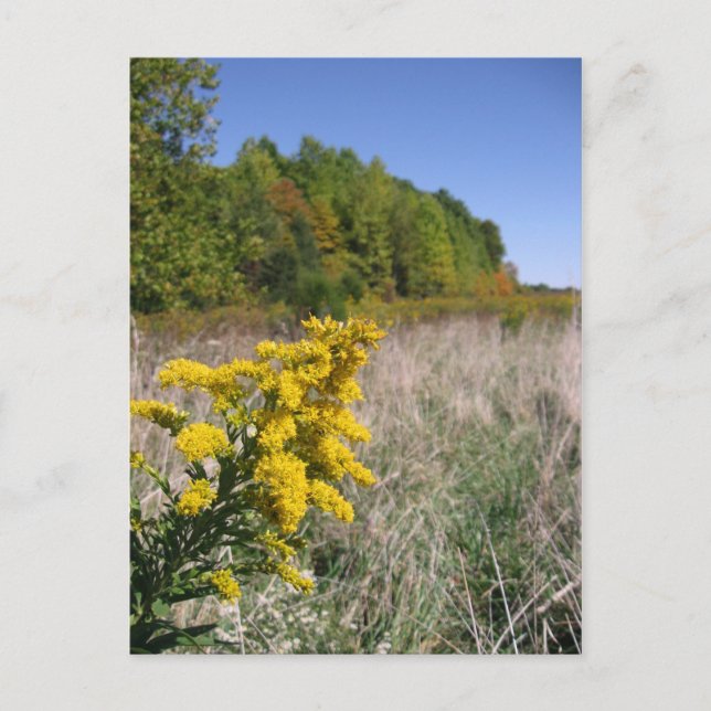 Hösten Fält vykort (Framsida)