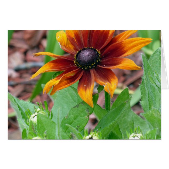 Hösten Färg Hälsningskort (Framsidan Horizontal)