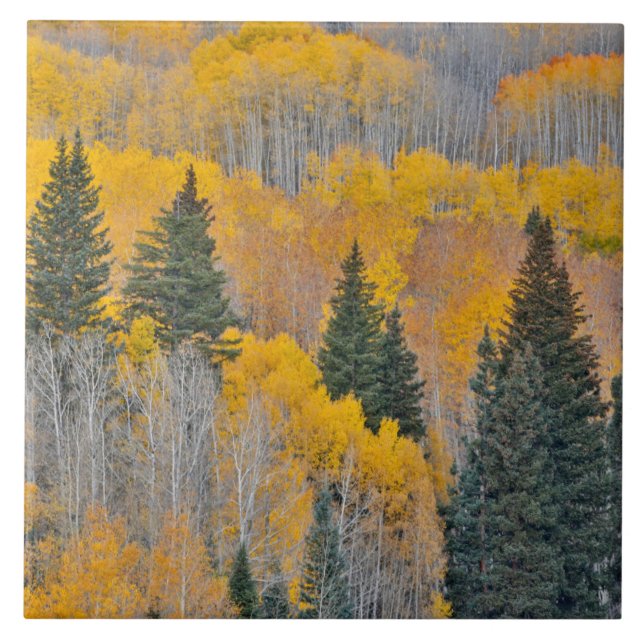 Hösten Färg på Aspen Groves Kakelplatta (Framsidan)