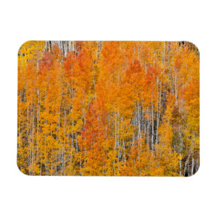 Hösten Färg på Aspen Groves Magnet