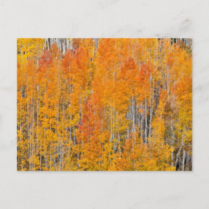 Hösten Färg på Aspen Groves Vykort