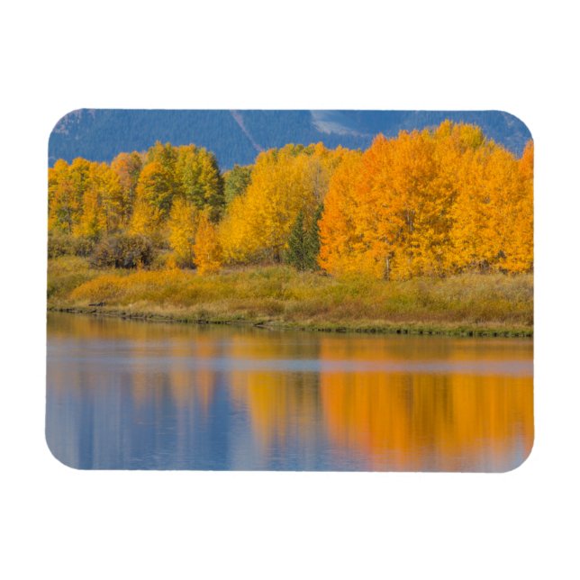 Hösten Färgad Aspen Träd Magnet (Horisontell)