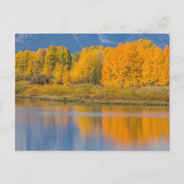 Hösten Färgad Aspen Träd Vykort (Framsida)