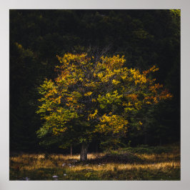 Hösten färgad träd poster