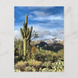 Hösten Färger Saguaro Sabino Canyon Vykort