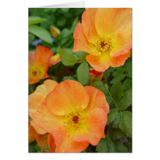 Hösten flammar rokortet hälsningskort