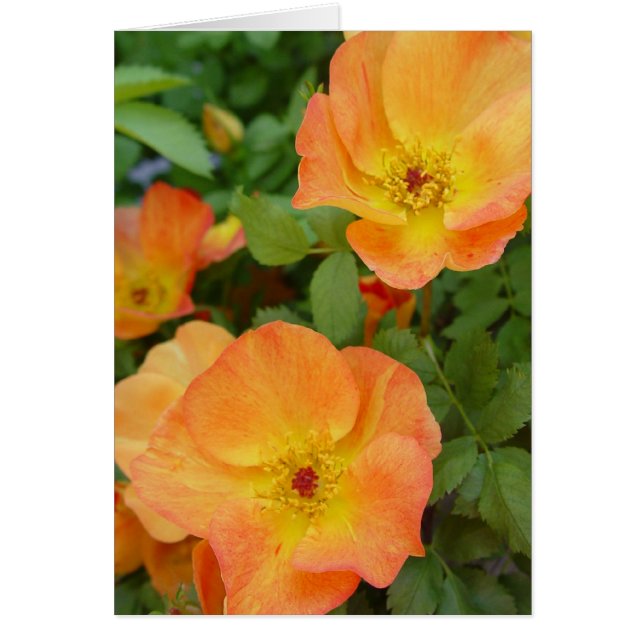 Hösten flammar rokortet hälsningskort (Framsidan)