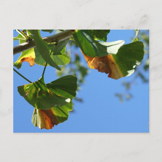 Hösten Ginkgo Biloba Lövs DIY Postcard Vykort (Framsida)