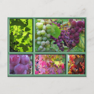 Hösten Grape Harvest Collage Vykort