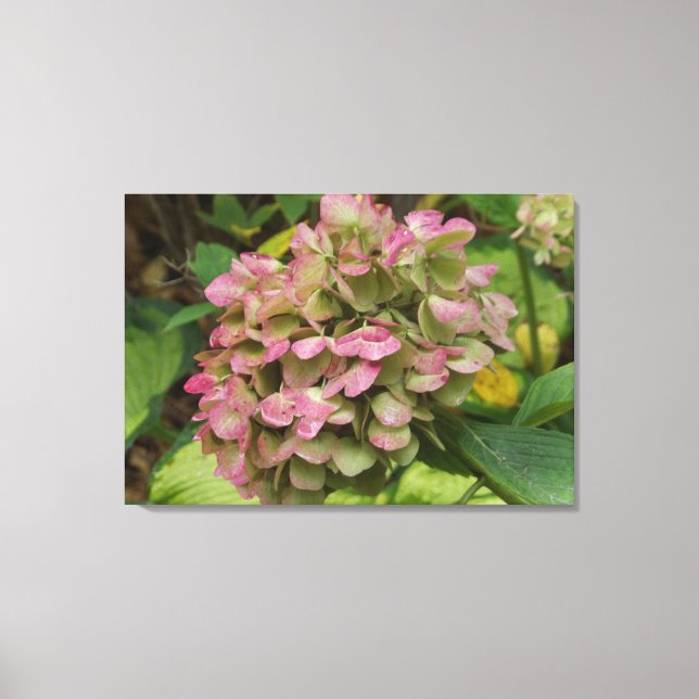 Hösten Hydrangea Bloom med Golden Hosta Löv Canvastryck (Framsida)