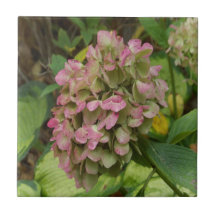 Hösten Hydrangea Bloom med Golden Hosta Löv