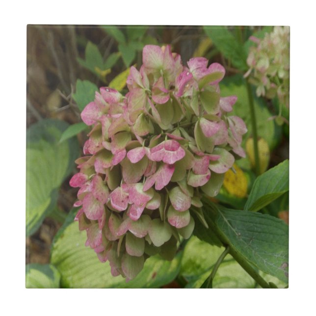 Hösten Hydrangea Bloom med Golden Hosta Löv Kakelplatta (Framsidan)