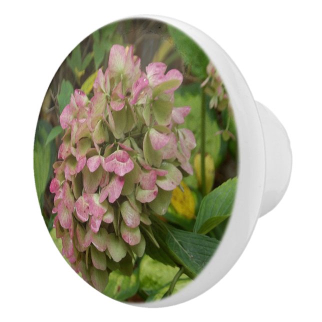 Hösten Hydrangea Bloom med Golden Hosta Löv Knopp (Höger)