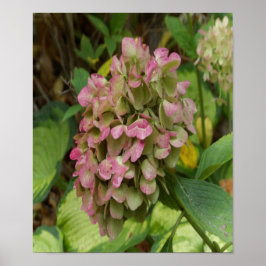 Hösten Hydrangea Bloom med Golden Hosta Löv Poster