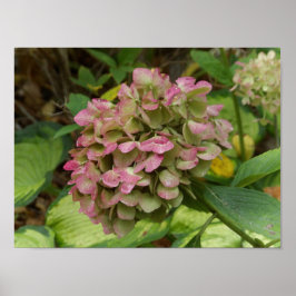 Hösten Hydrangea Bloom med Golden Hosta Löv Poster