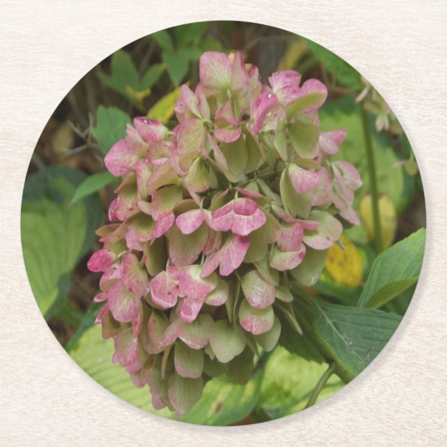 Hösten Hydrangea Bloom med Golden Hosta Löv Underlägg Papper Rund (Framsidan)