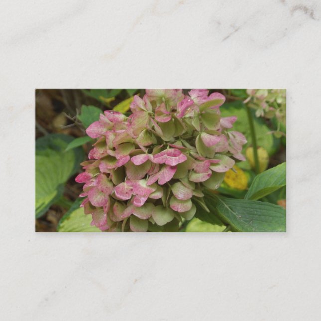 Hösten Hydrangea Bloom med Golden Hosta Löv Visitkort (Framsida)
