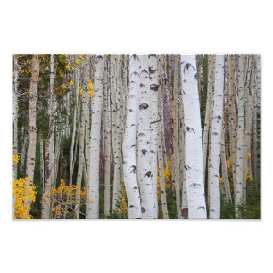 Hösten i Aspen Fototryck