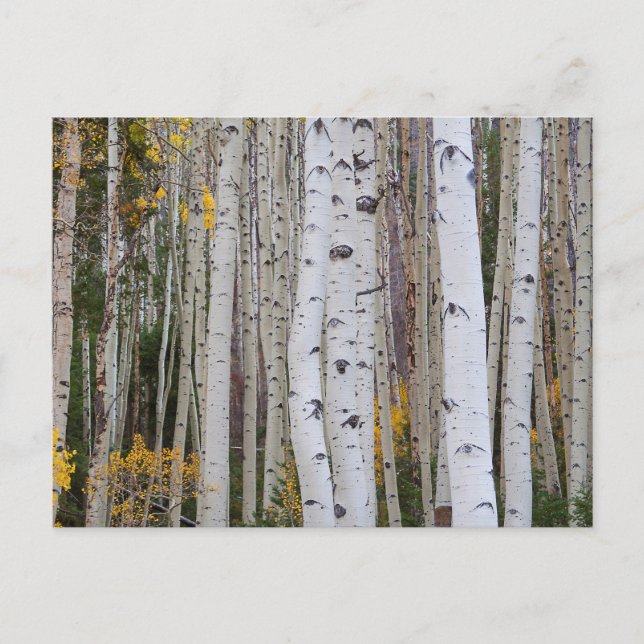 Hösten i Aspen Vykort (Framsida)