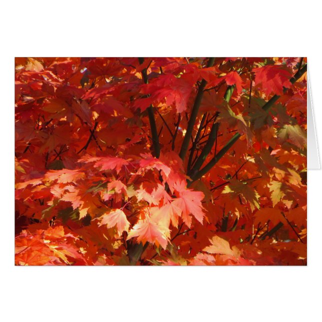 Hösten i Canberra Hälsningskort (Framsidan Horizontal)