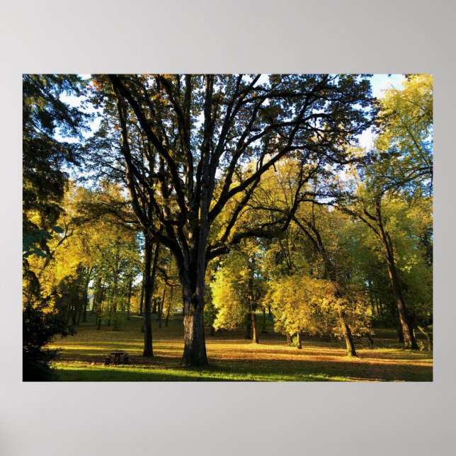 Hösten i Champoeg State Park, ELLER Poster (Framsidan)
