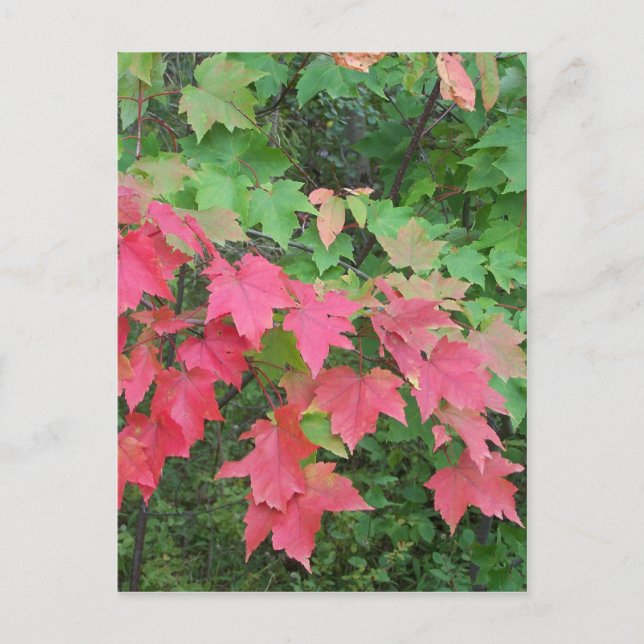 Hösten i Maine Vykort (Framsida)