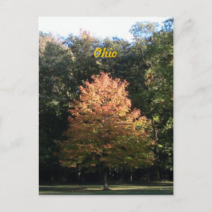 Hösten i Ohio-vykort Vykort