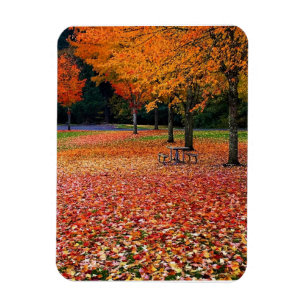 Hösten i parken magnet