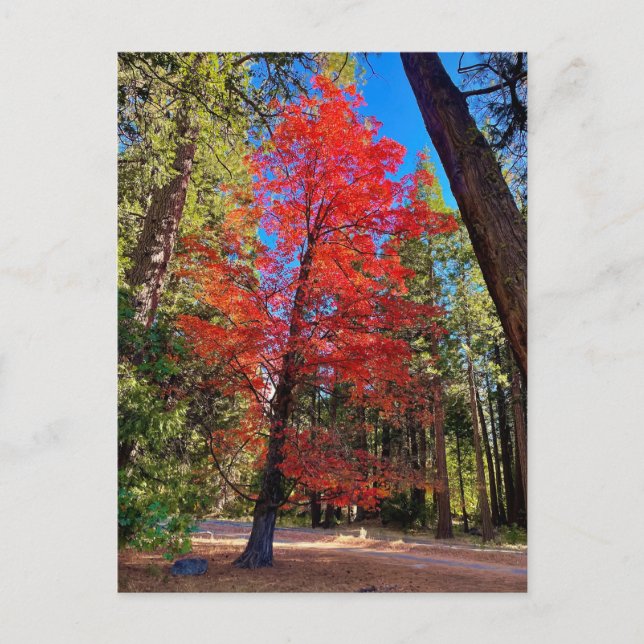 Hösten i Yosemite Vykort (Framsida)