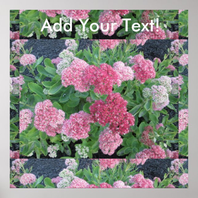 Hösten Joy Sedum Blommar Garden Plant Rosa Grönt Poster (Framsidan)