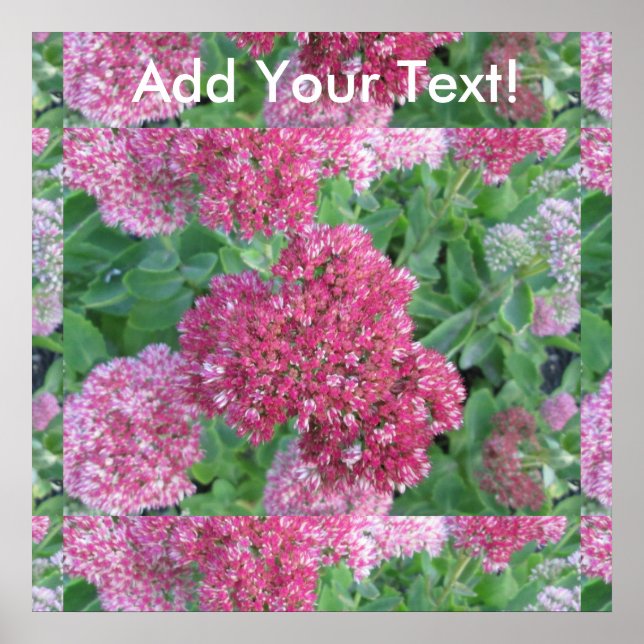 Hösten Joy Sedum Red Rosa Cluster Flower Poster (Framsidan)