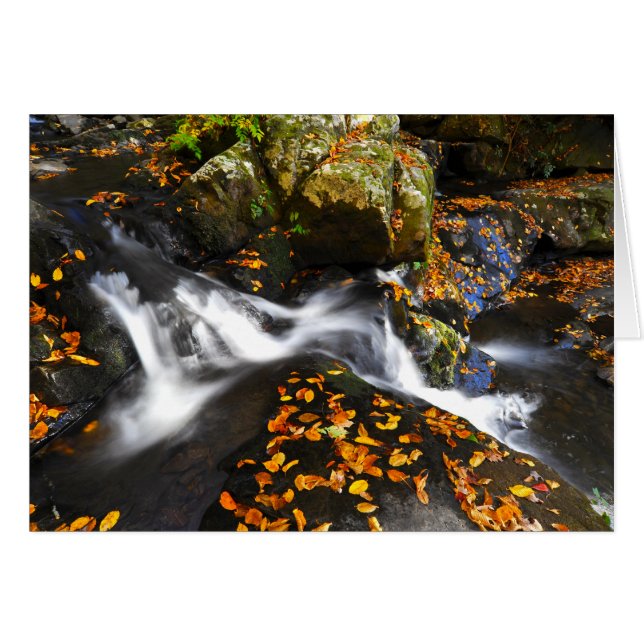 Hösten landskap på Spruce lägenhetnedgångar Hälsningskort (Framsidan Horizontal)