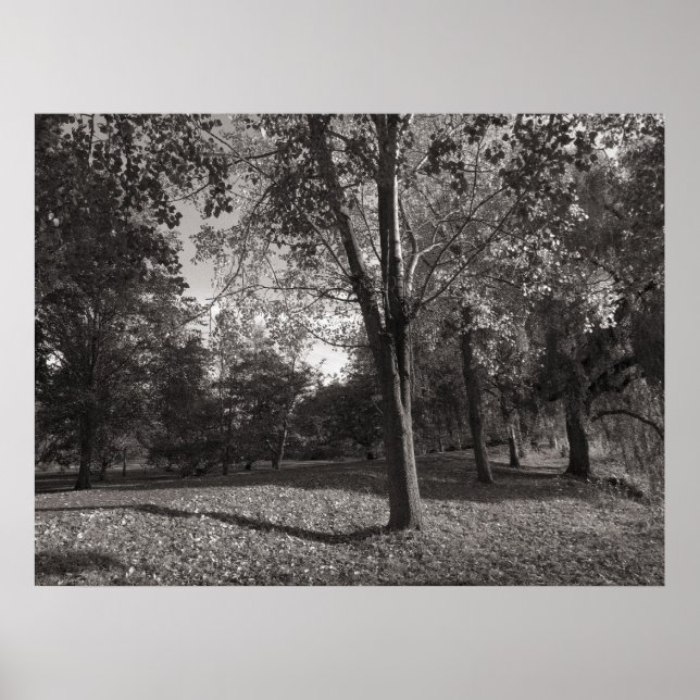 Hösten liggande Bute Park Cardiff Poster (Framsidan)