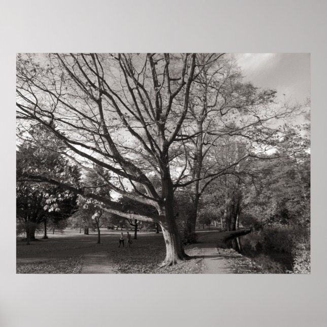 Hösten liggande Bute Park Cardiff Poster (Framsidan)