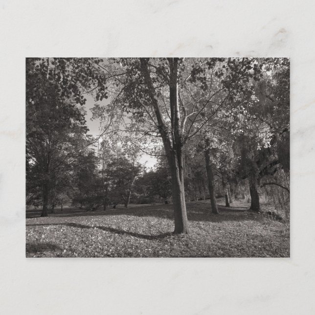 Hösten liggande Bute Park Cardiff Vykort (Framsida)