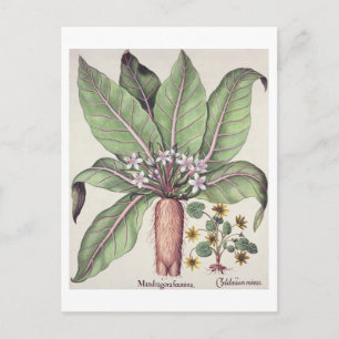Hösten Mandrake från "Hortus Eystettensis" från Vykort