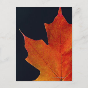 Hösten Maple löv på svart bakgrund Vykort