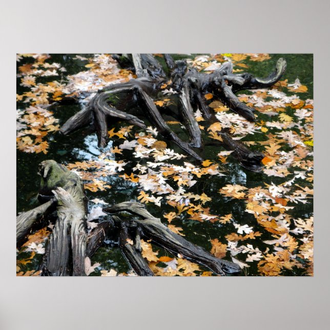 Hösten Otter Pond of Lövs Poster (Framsidan)