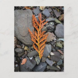 Hösten på Sten Vykort