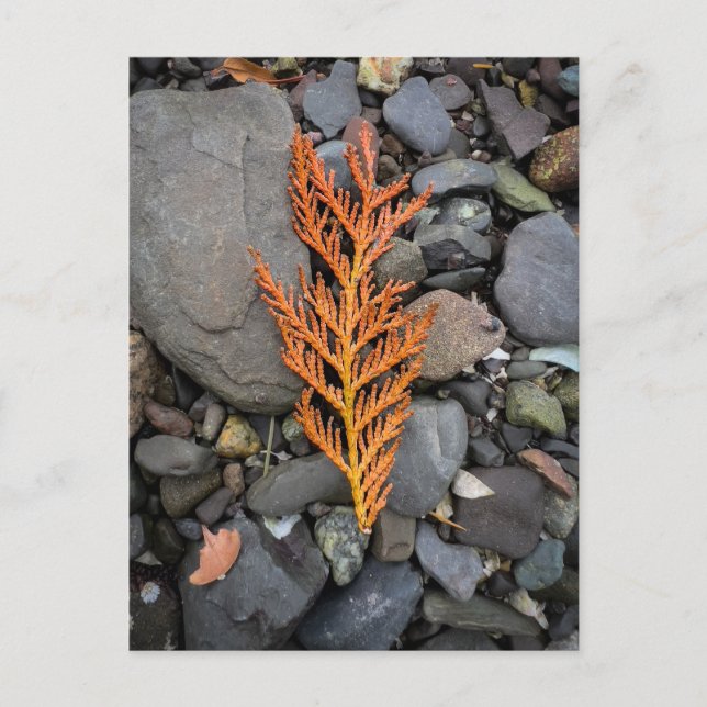 Hösten på Sten Vykort (Framsida)