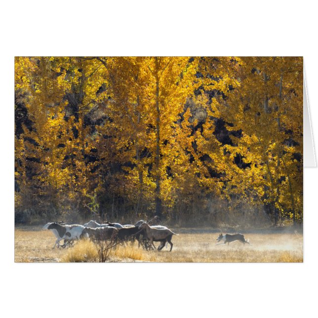 Hösten Samlare Hälsningskort (Framsidan Horizontal)