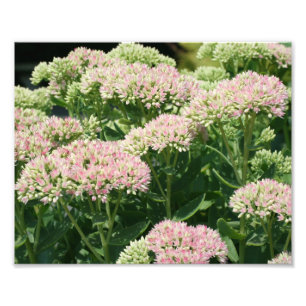 Hösten Sedum Petals 10x8 Stäng blomman Fototryck