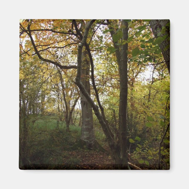 Hösten Skogen Magnet (Framsidan)