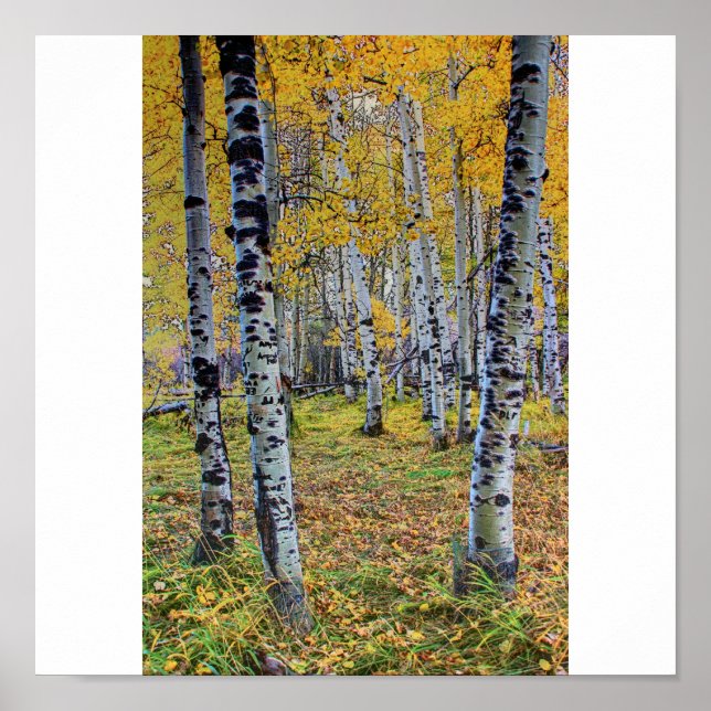 Hösten Skogen Poster (Framsidan)